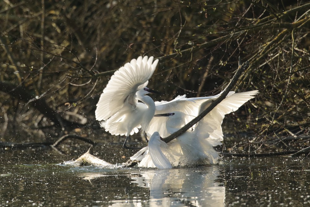 Aigrette garzette (Aigretta garzetta)