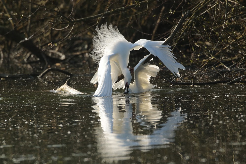 Aigrette garzette (Aigretta garzetta)