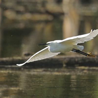 Aigrette garzette (Aigretta garzetta) en vol