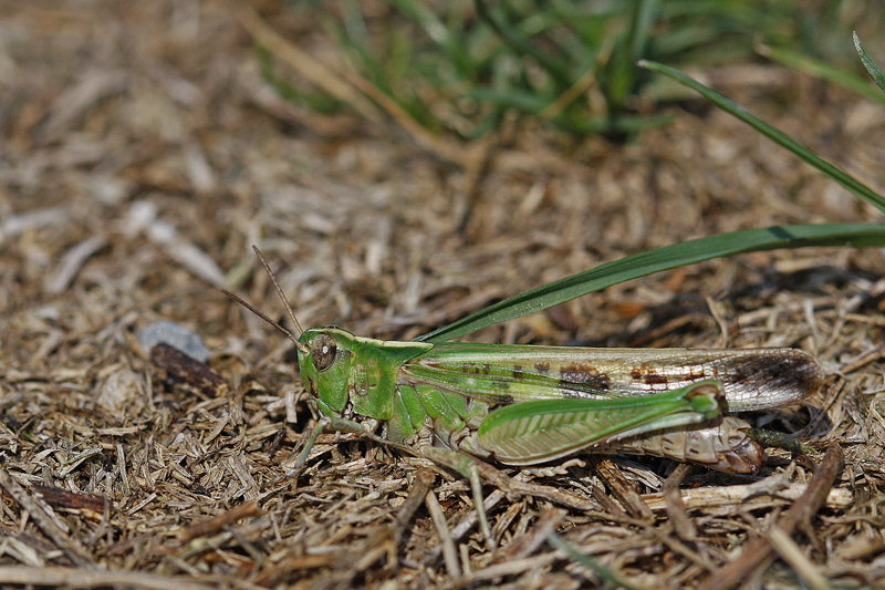 Oedipode émeraudine (Ailopus thalassinus)