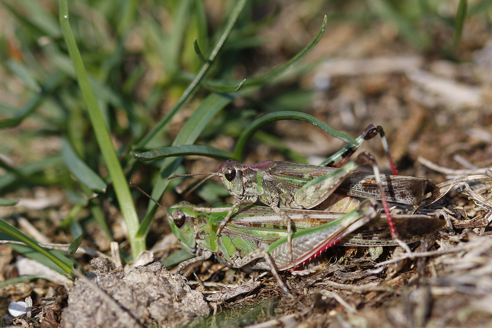 Oedipode émeraudine (Aiolopus thalassinus)  couple.