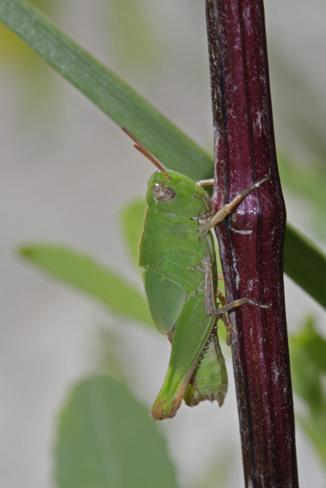 Oedipode émeraudine (Aiolopus thalassinus) juvénile