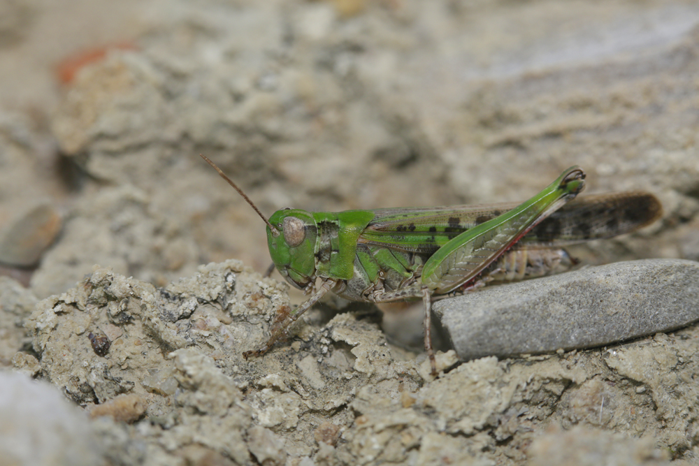 Oedipode émeraudine (Aiolopus thalassinus)