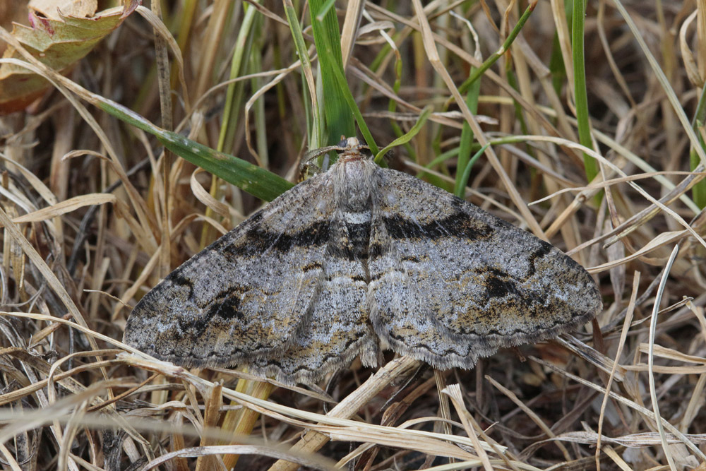 La Boarmie maculée (Alcis bastelbergeri)