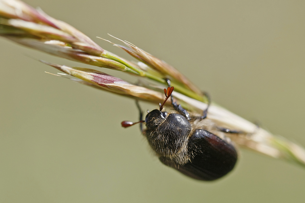 Hanneton noir (Amphimallon ater)