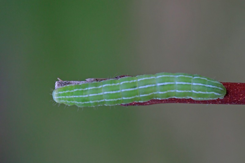 La Noctuelle du Salsifis (Amphipyra tragopoginis)