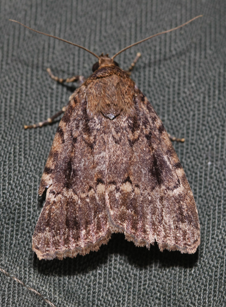 La Pyramide (Amphypira pyramidae)