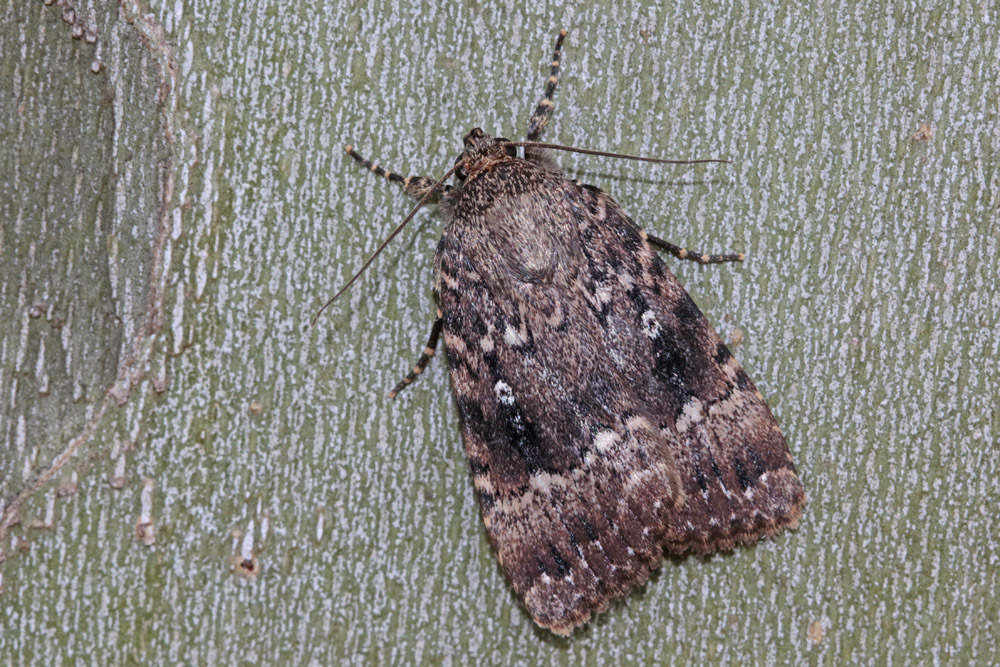 La Pyramide (Amphypira pyramidea)