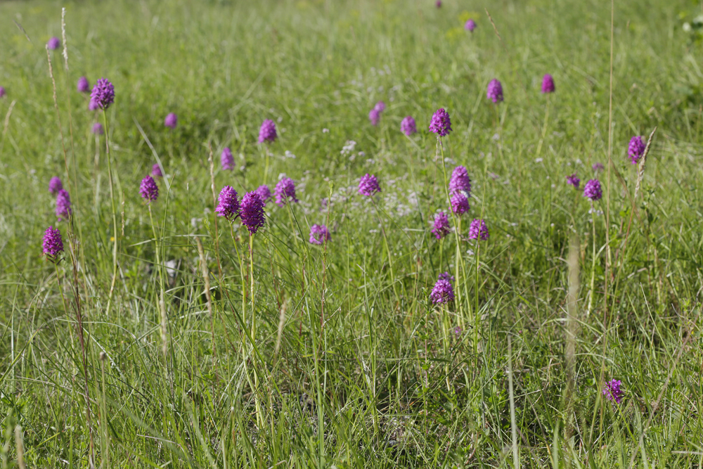 Orchis pyramidal (Anacamptis pyramidalis)