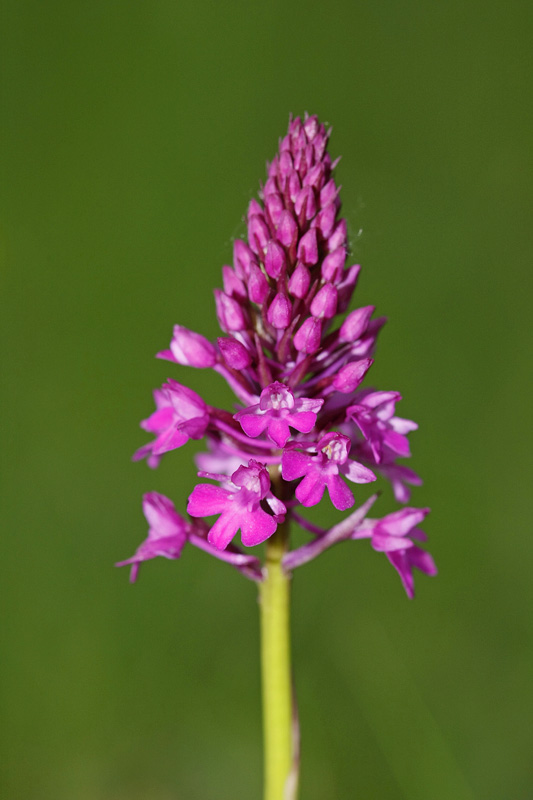 Orchis pyramidal (Anacamptis pyramidalis)