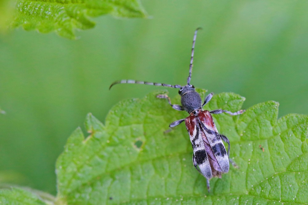 Lepture arlequine  (Anaglyptus mysticus)