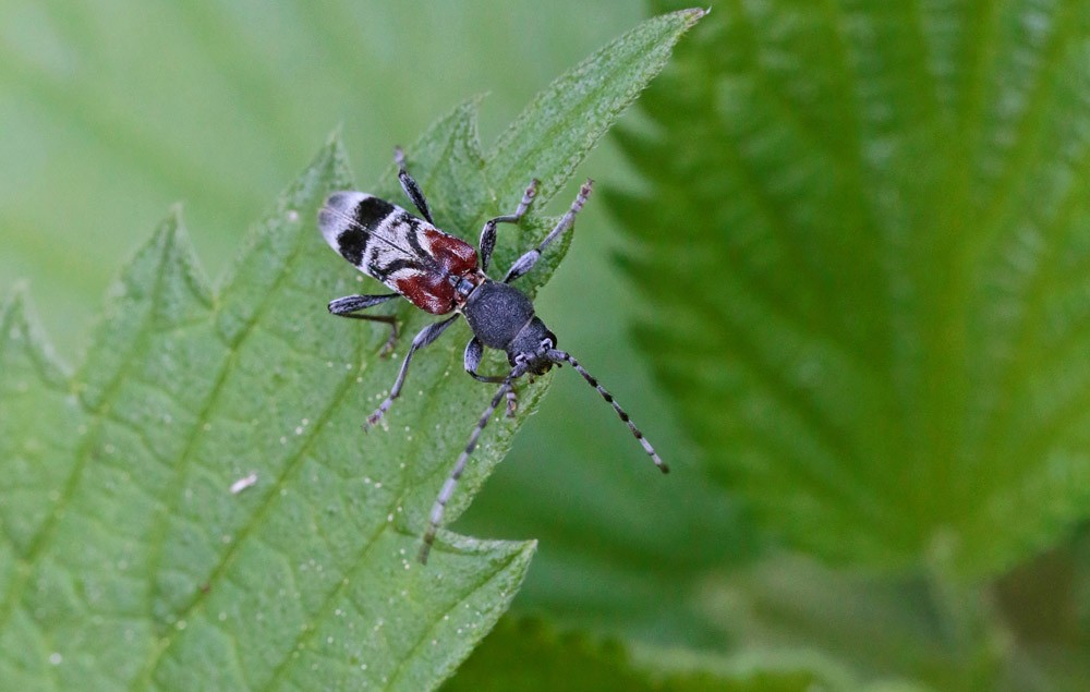 Lepture arlequine  (Anaglyptus mysticus)