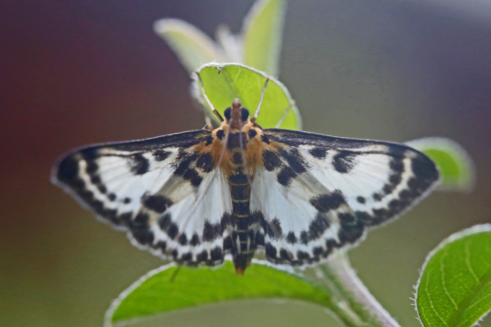 La Pyrale de l'ortie (Anania hortulata)