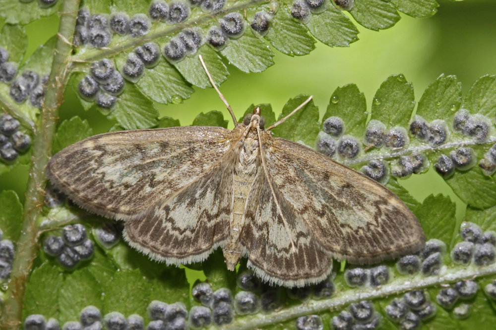 La Pyrale de l'eupatoire  (Anania lancealis)