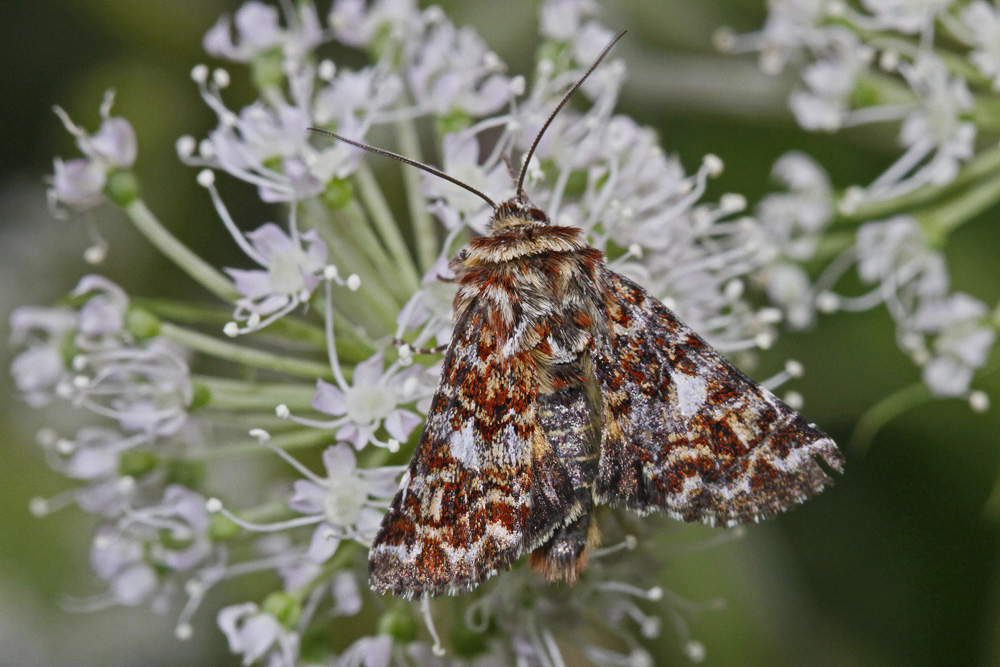 La Noctuelle de la myrtille (Anarta myrtilli)