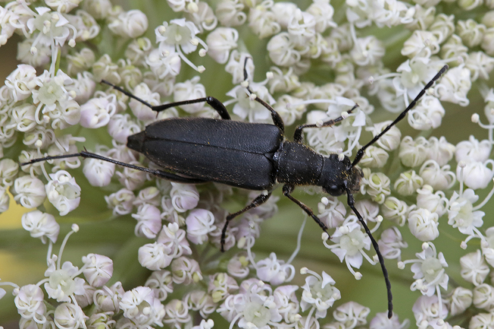 Lepture douteuse  (Anastrangalia dubia)