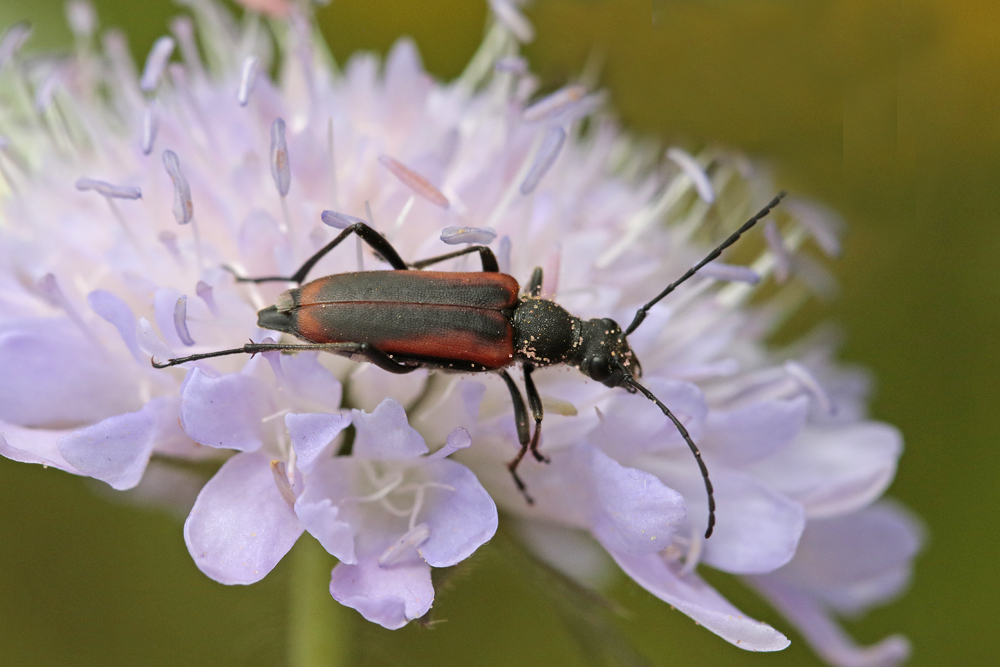 Lepture douteuse  (Anastrangalia dubia)