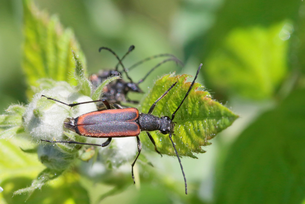 Lepture douteuse (Anastrangalia dubia)