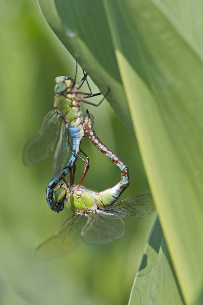Anax empereur (Anax imperator) couple