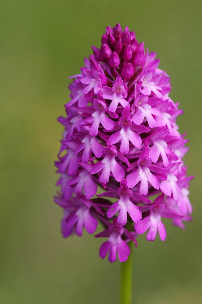 Orchis pyramidal (Anacamptis pyramidalis)