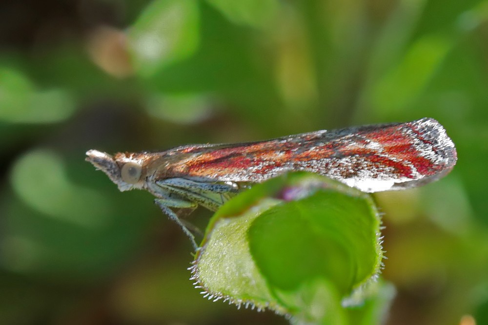 Phycide cannelle (Ancylosis cinnamomella )