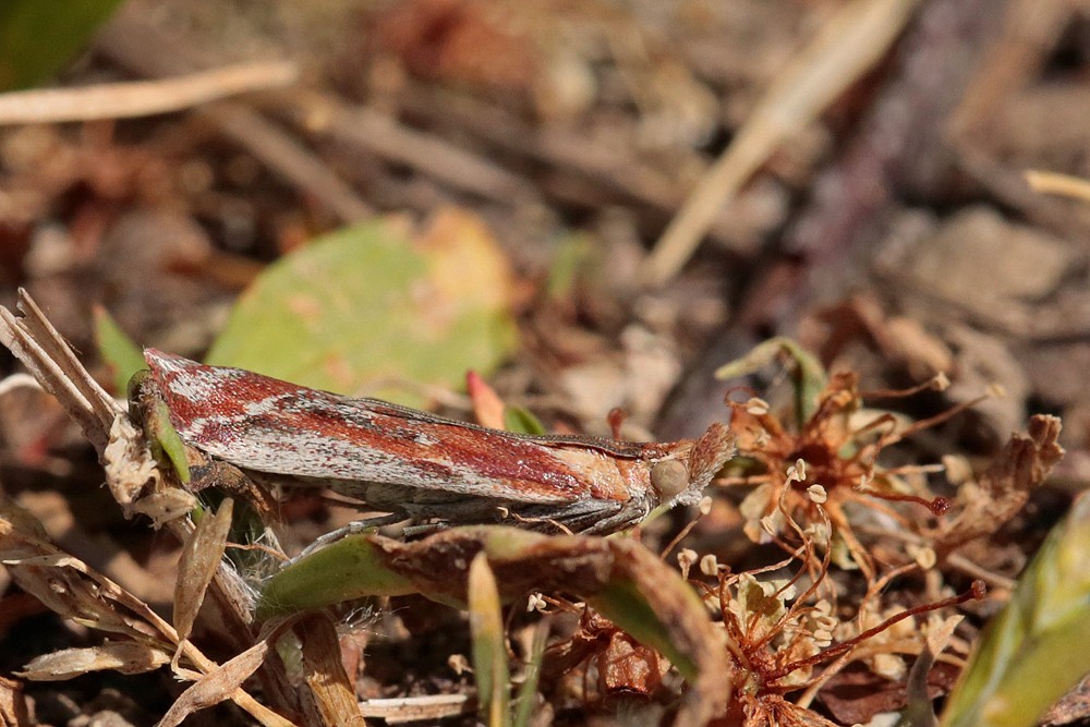 Phycide cannelle (Ancylosis cinnamomella )