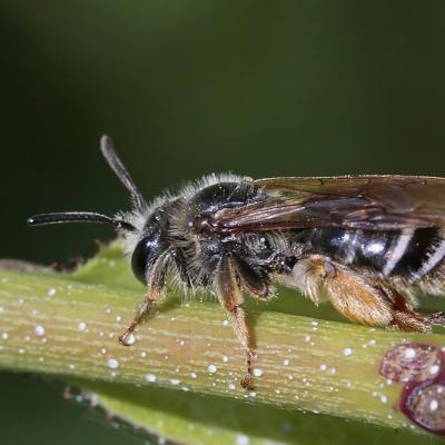 Andrene de l'asperge (Andrena chrysopus) 
