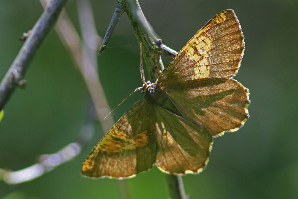 La Phalène du noisetier (Angerona pruni)