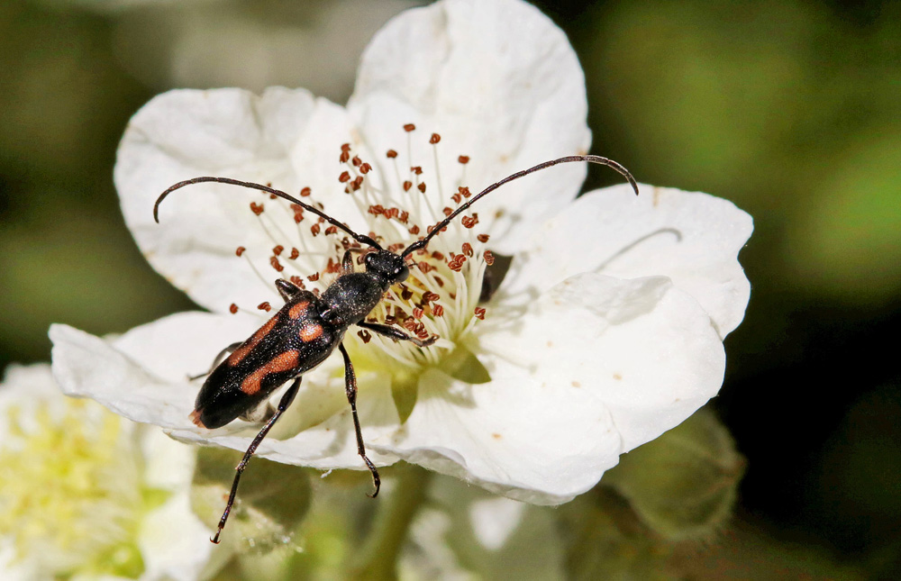 Lepture à 6 taches mâle (Anoplodera sexguttata)