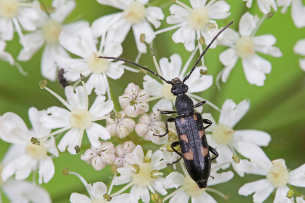 Lepture à 6 taches femelle  (Anoplodora sexguttata)