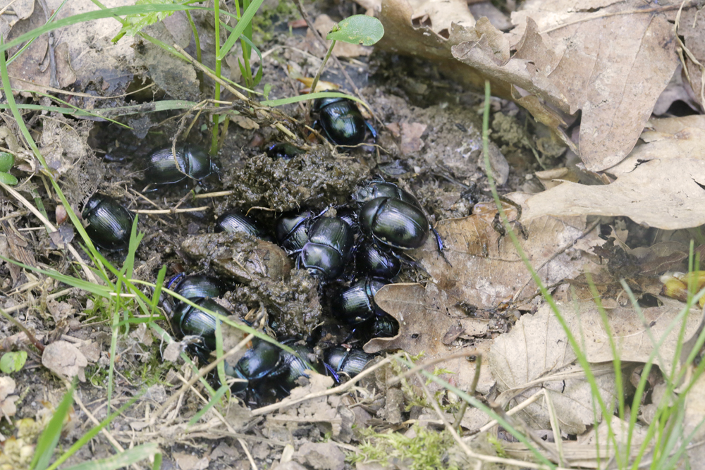 Géotrupe des bois (Anoplotrupes stercorosus)