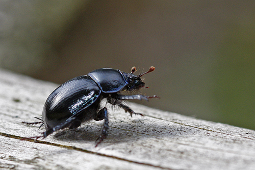 Géotrupe des bois (Anoplotrupes stercorosus)