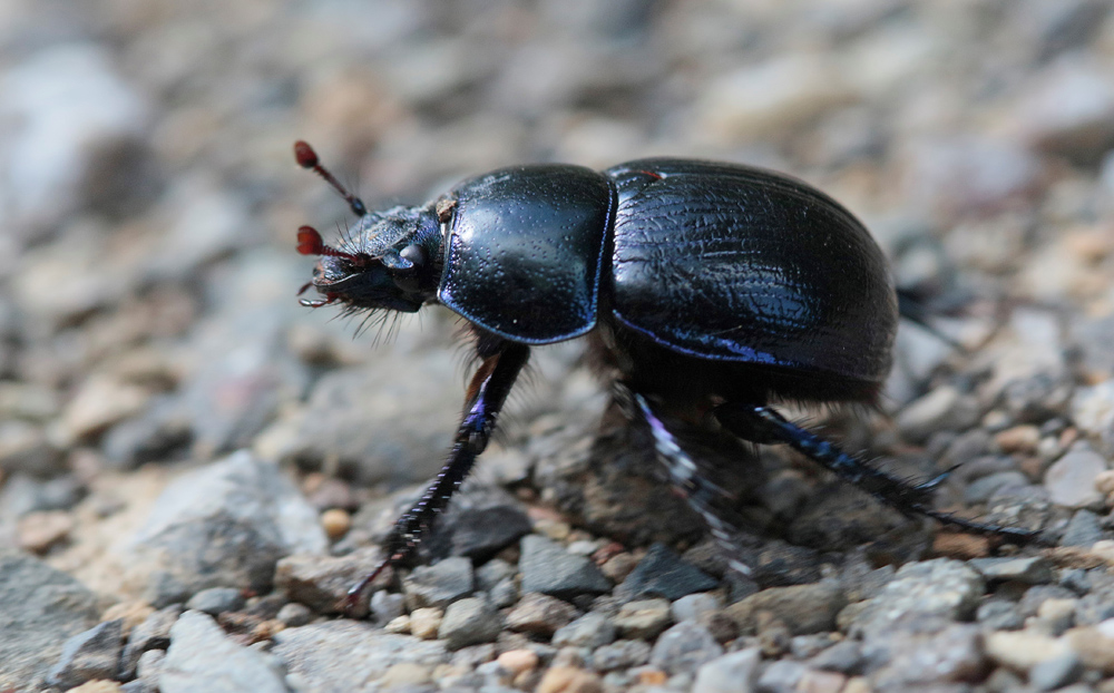 Géotrupe des bois (Anoplotrupes stercorosus)