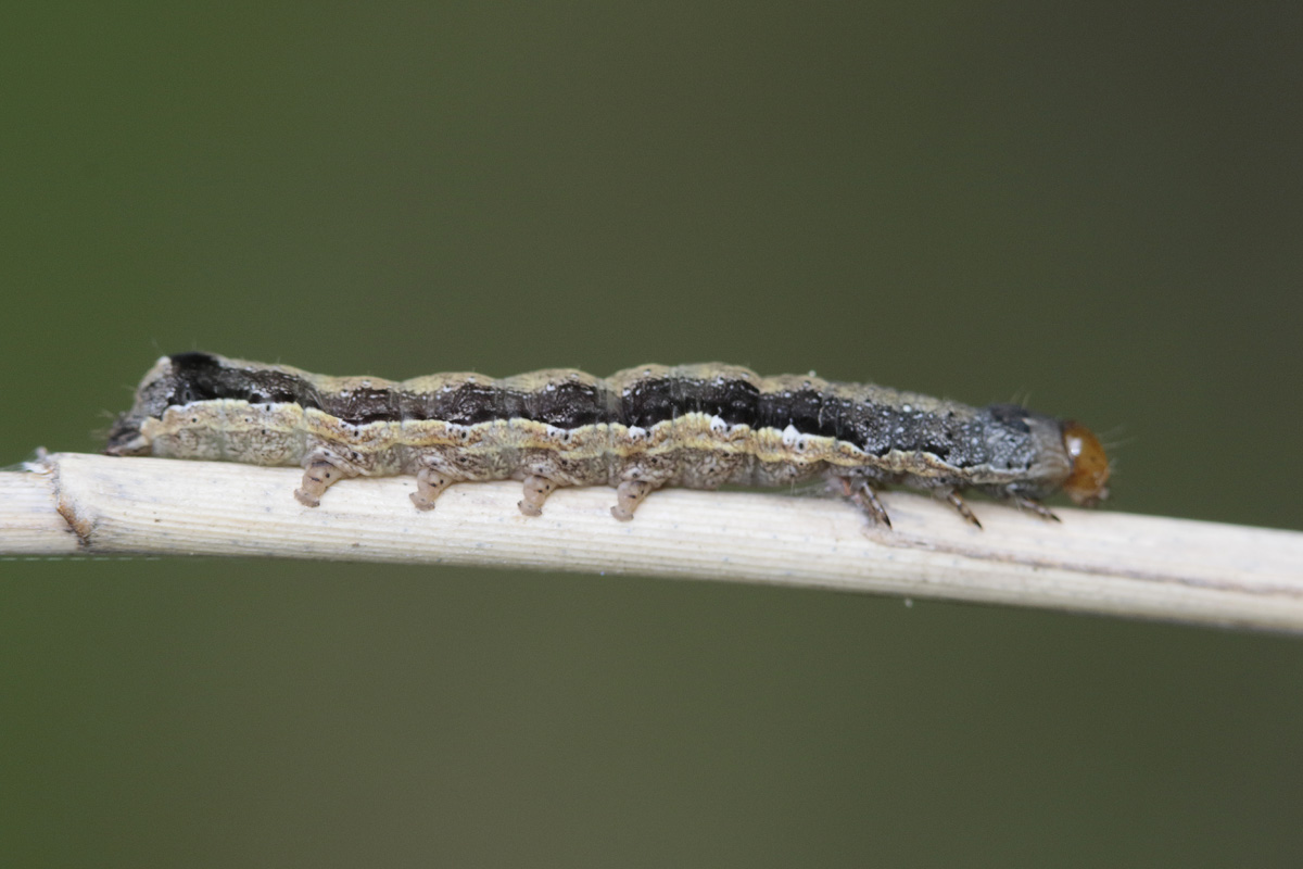 L' Orthosie picotée (Anorthoa munda)