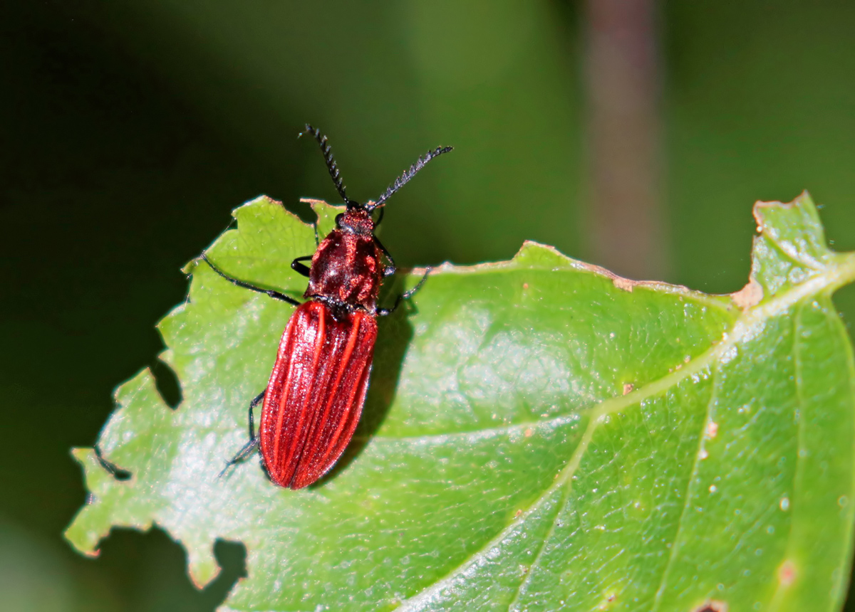 Taupin rouge (Anostirus purpureus)