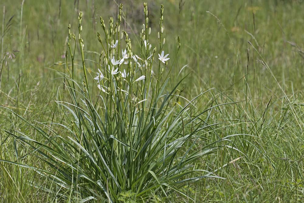 Anthericum à fleur de lys (Anthericum liliago)