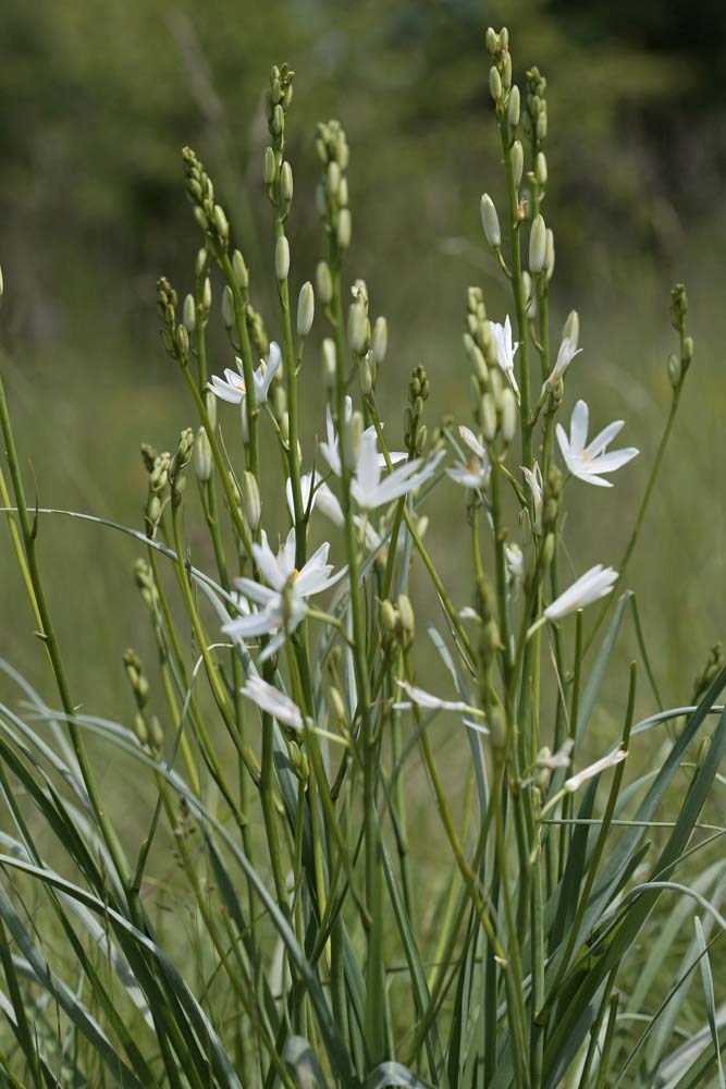 Anthericum à fleur de lys (Anthericum liliago)