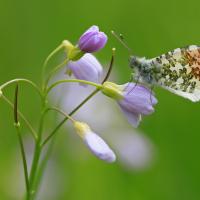 Aurore (Anthocaris cardamine)