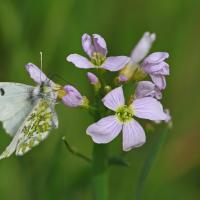 Aurore (Antocharis cardamine) femelle