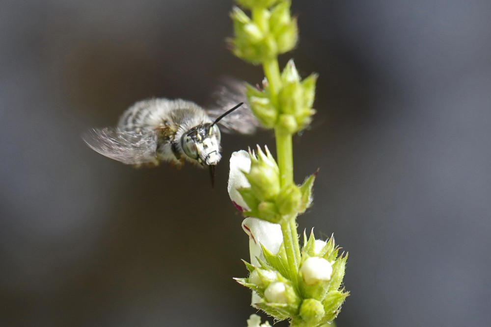 Antophore rusée (Antophora quadrimaculata)