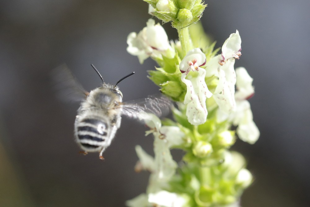 Antophore rusée (Antophora quadrimaculata)