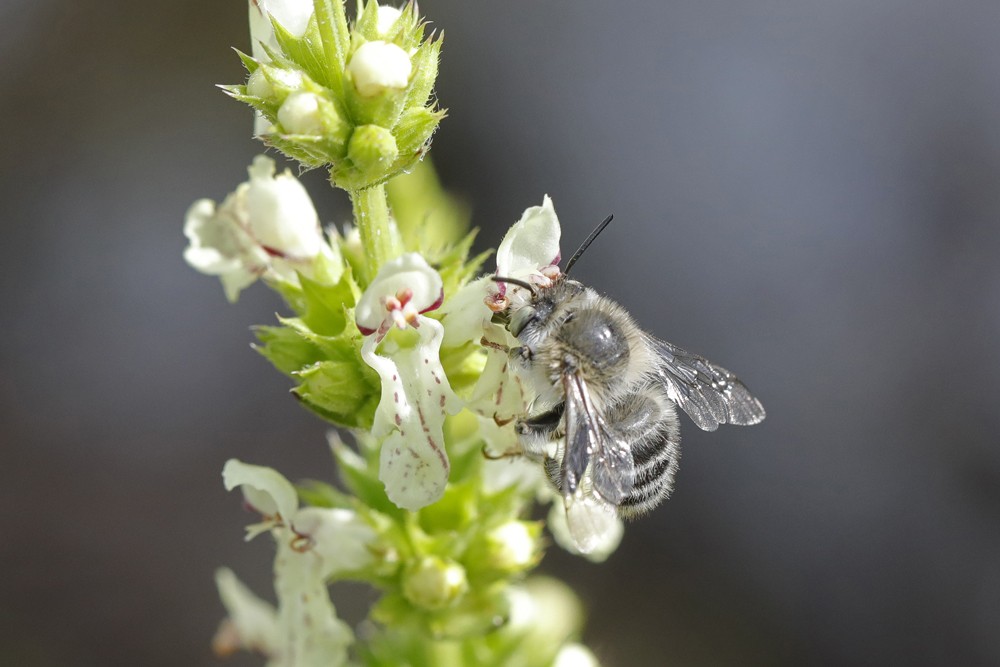 Antophore rusée (Antophora quadrimaculata)