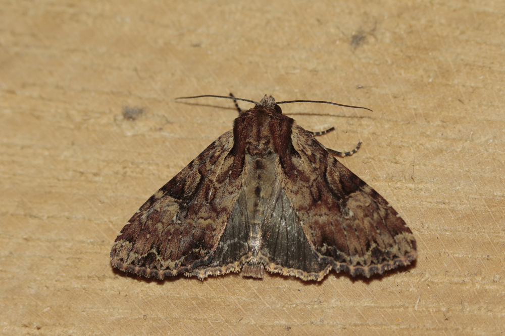 La Noctuelle hépatique (Apamea epomidion)