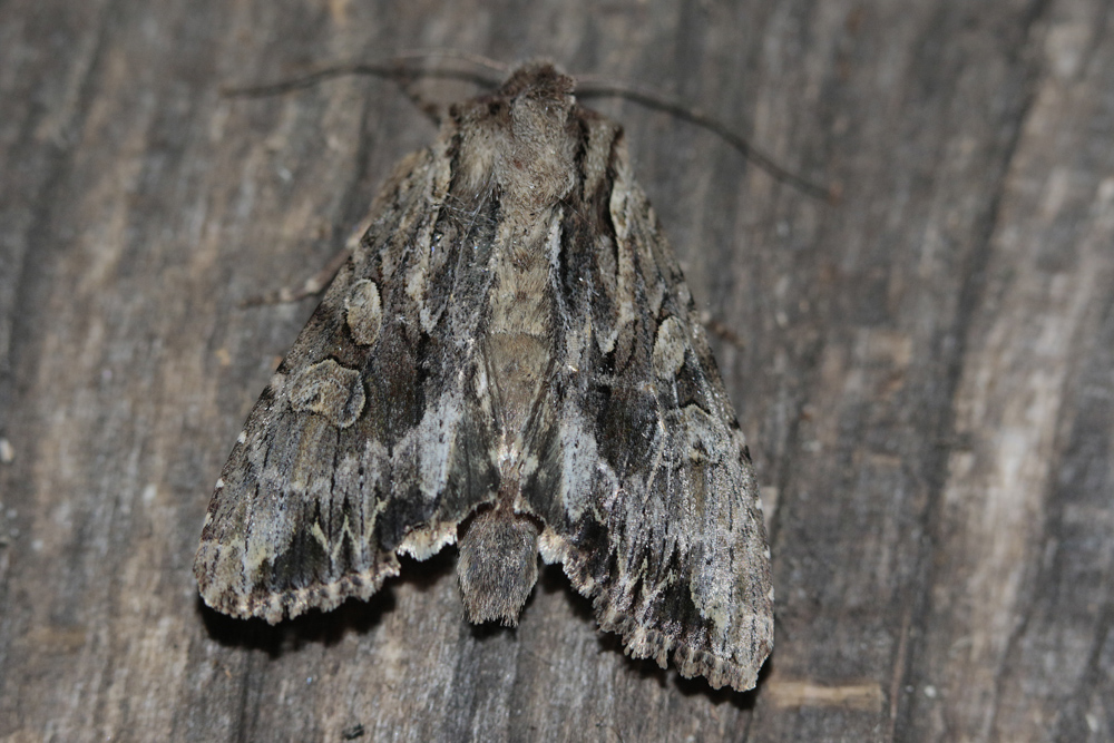 La Monoglyphe (Apamea monoglypha)