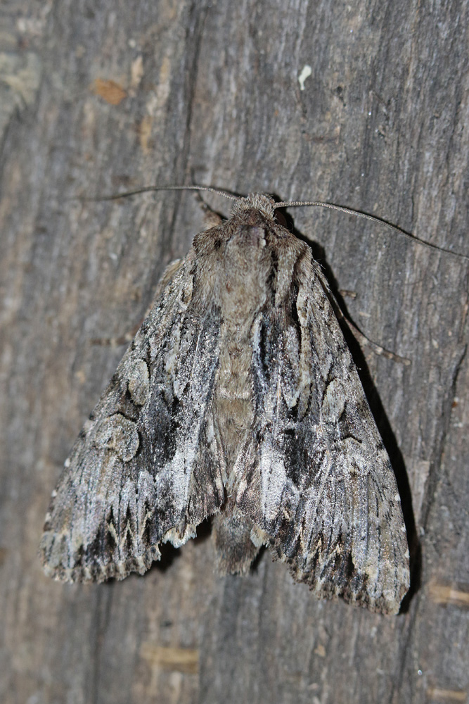 La Monoglyphe (Apamea monoglypha)