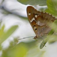 Le Petit mars changeant (Apatura ilia)