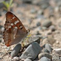 Le Petit mars changeant (Apatura ilia)