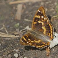 Le Petit mars changeant (Apatura ilia)