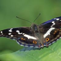 Le Grand mars changeant (Apatura iris)
