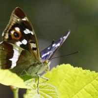 Le Grand mars changeant (Apatura iris)